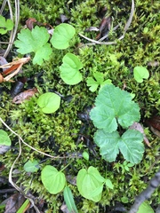 Viola epipsiloides
