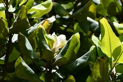 Magnolia sharpii