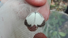 Eurema agave