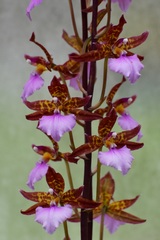 Rhynchostele bictoniensis