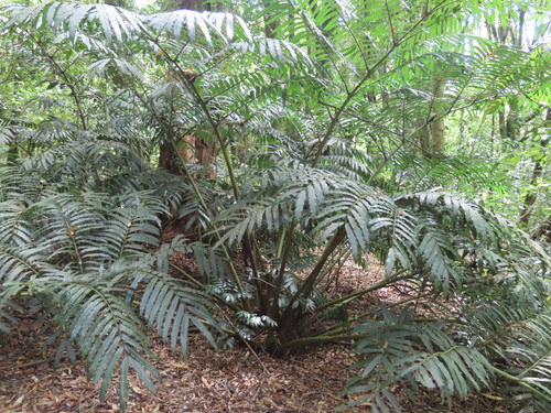 Marattiaceae