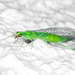 Pudica-group Green Lacewings - Photo (c) BJ Stacey, some rights reserved (CC BY-NC), uploaded by BJ Stacey