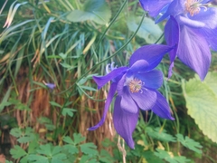 Aquilegia vulgaris vulgaris