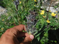 Saussurea baicalensis