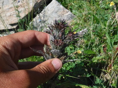 Saussurea baicalensis