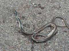 Masticophis taeniatus girardi