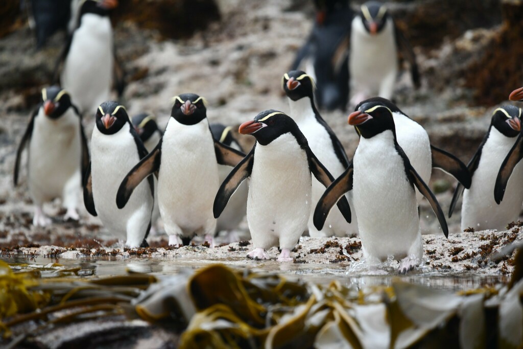 Group of crested penguins standing on a rocky shore beside kelp