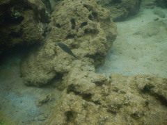 Stethojulis balteata