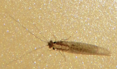 Eremochrysa punctinervis