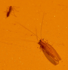 Eremochrysa punctinervis