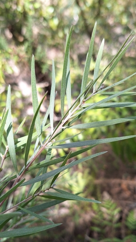 Image of Acacia floribunda by no rights reserved