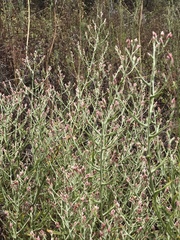 Pseudognaphalium ramosissimum
