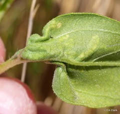 Calycomyza platyptera