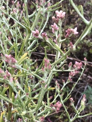 Pseudognaphalium ramosissimum