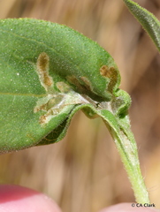 Calycomyza platyptera