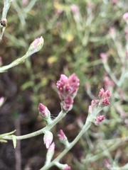 Pseudognaphalium ramosissimum