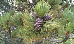 Pinus hartwegii