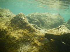 Plectroglyphidodon marginatus