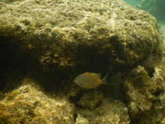 Plectroglyphidodon marginatus