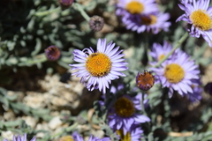 Erigeron breweri jacinteus