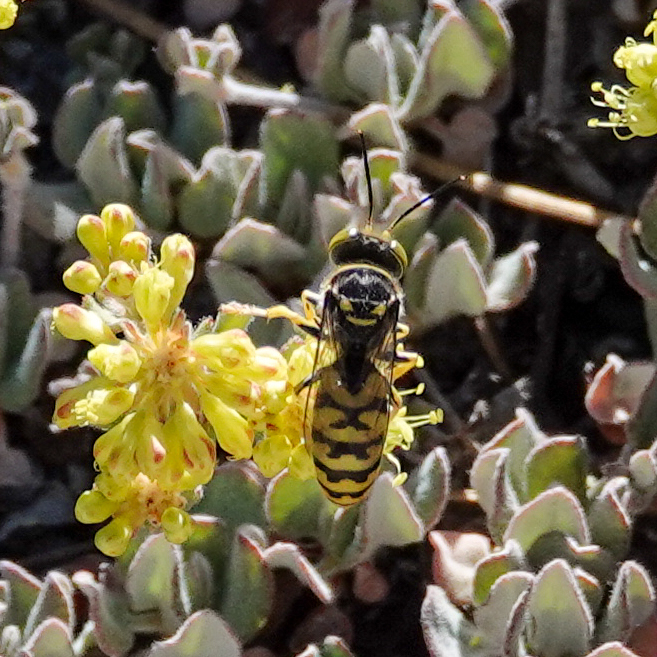 Steniolia californiensis