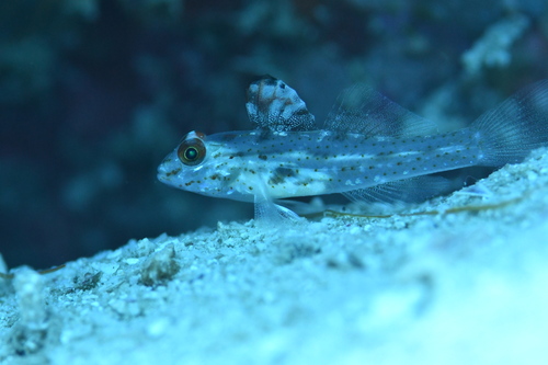 Fine-spotted sandgoby (Fusigobius signipinnis) — Gobiidae — 2