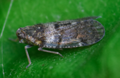 Cixius nervosus