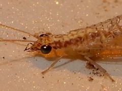 Eremochrysa punctinervis