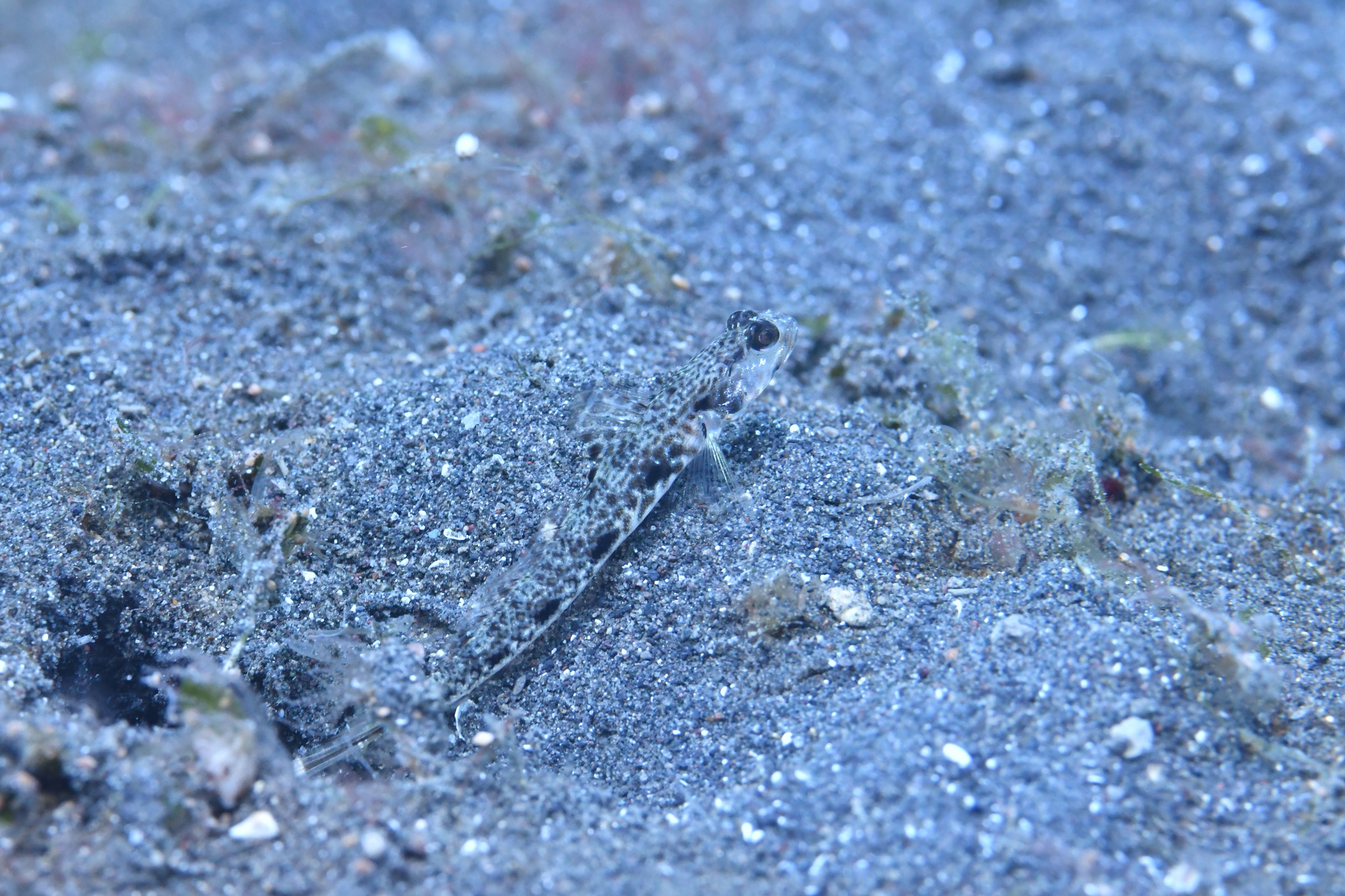 Lanceolate Shrimpgoby photo 6