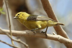 Yellow Penduline Tit photo 4