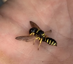 Ectemnius decemmaculatus