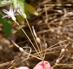 Brodiaea pallida
