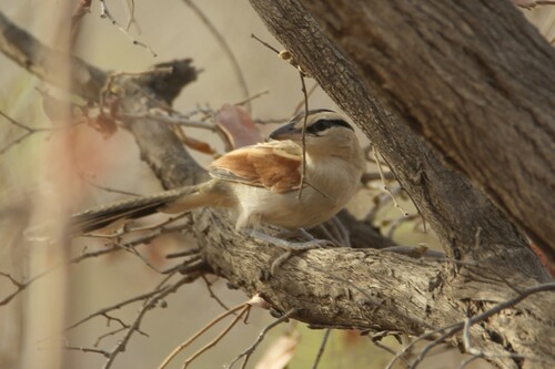 Black-crowned Tchagra