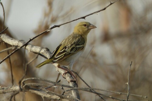Village Weaver