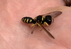 Ectemnius decemmaculatus