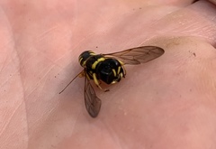 Ectemnius decemmaculatus