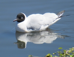 Chroicocephalus serranus