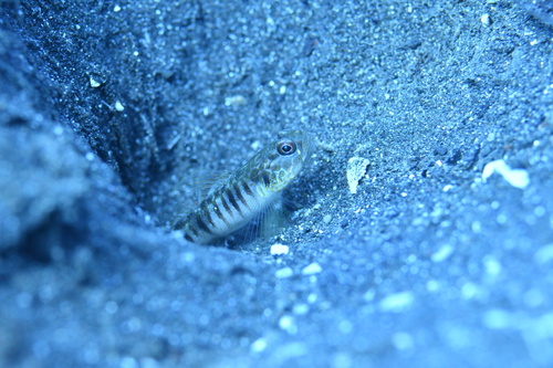 Vanderhorstia auronotata observed 2023-11-05