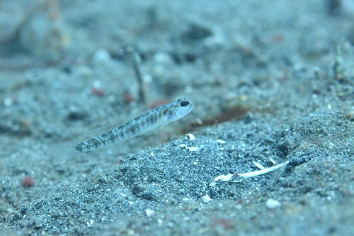 Vanderhorstia auronotata observed 2023-11-05