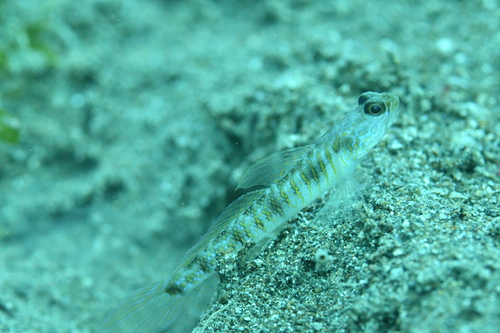 Vanderhorstia auronotata observed 2023-11-26