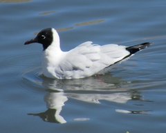 Chroicocephalus serranus