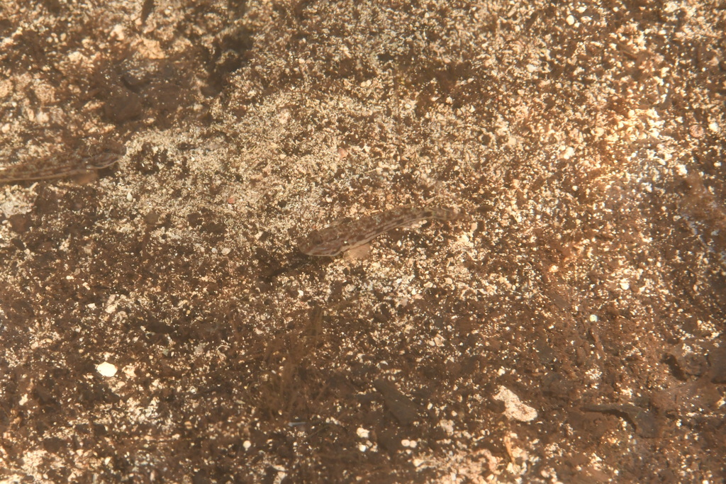 Sulu goby (Acentrogobius suluensis) — Gobiidae