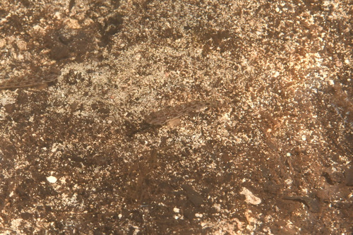 Sulu goby (Acentrogobius suluensis) — Gobiidae