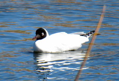 Chroicocephalus serranus