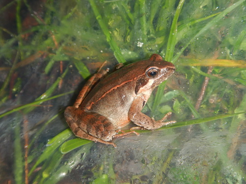 Italian Agile Frog, photo 7 of 7