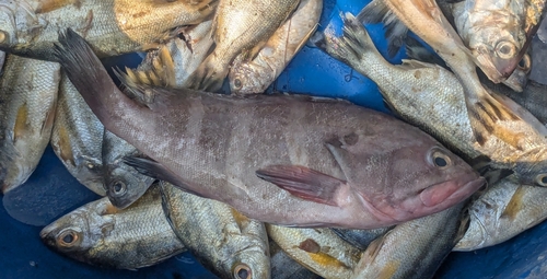 Coral cod (Epinephelus diacanthus) — Serranidae — 2