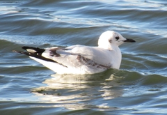 Chroicocephalus serranus