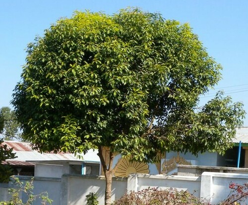 Image of Ficus altissima by (c) 胡正恆(Jackson Hu), some rights reserved (CC BY)