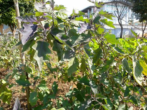 Solanum melongena
