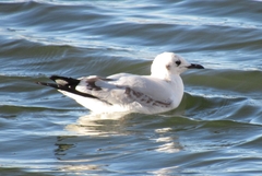 Chroicocephalus serranus